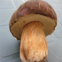 Rutas micológicas por los montes de Soria